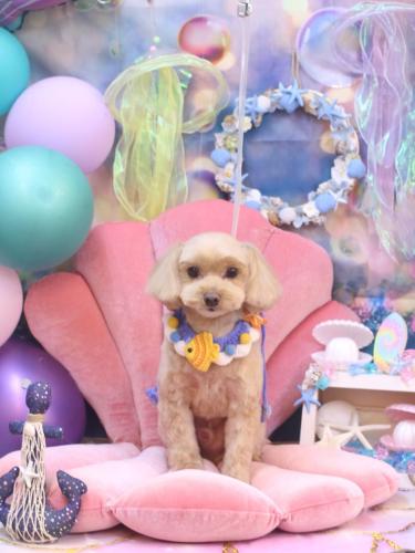 20240807ショコラくん